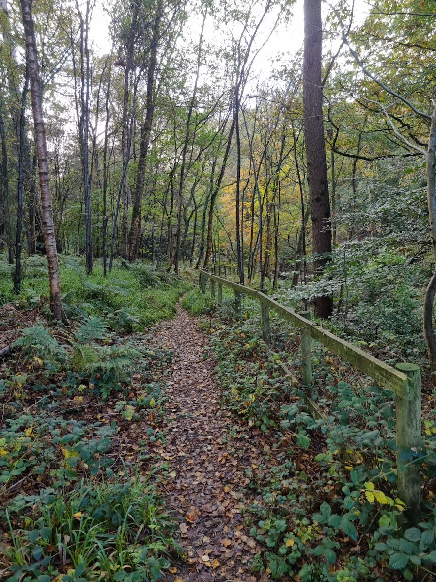 Pleasington Nature Reserve