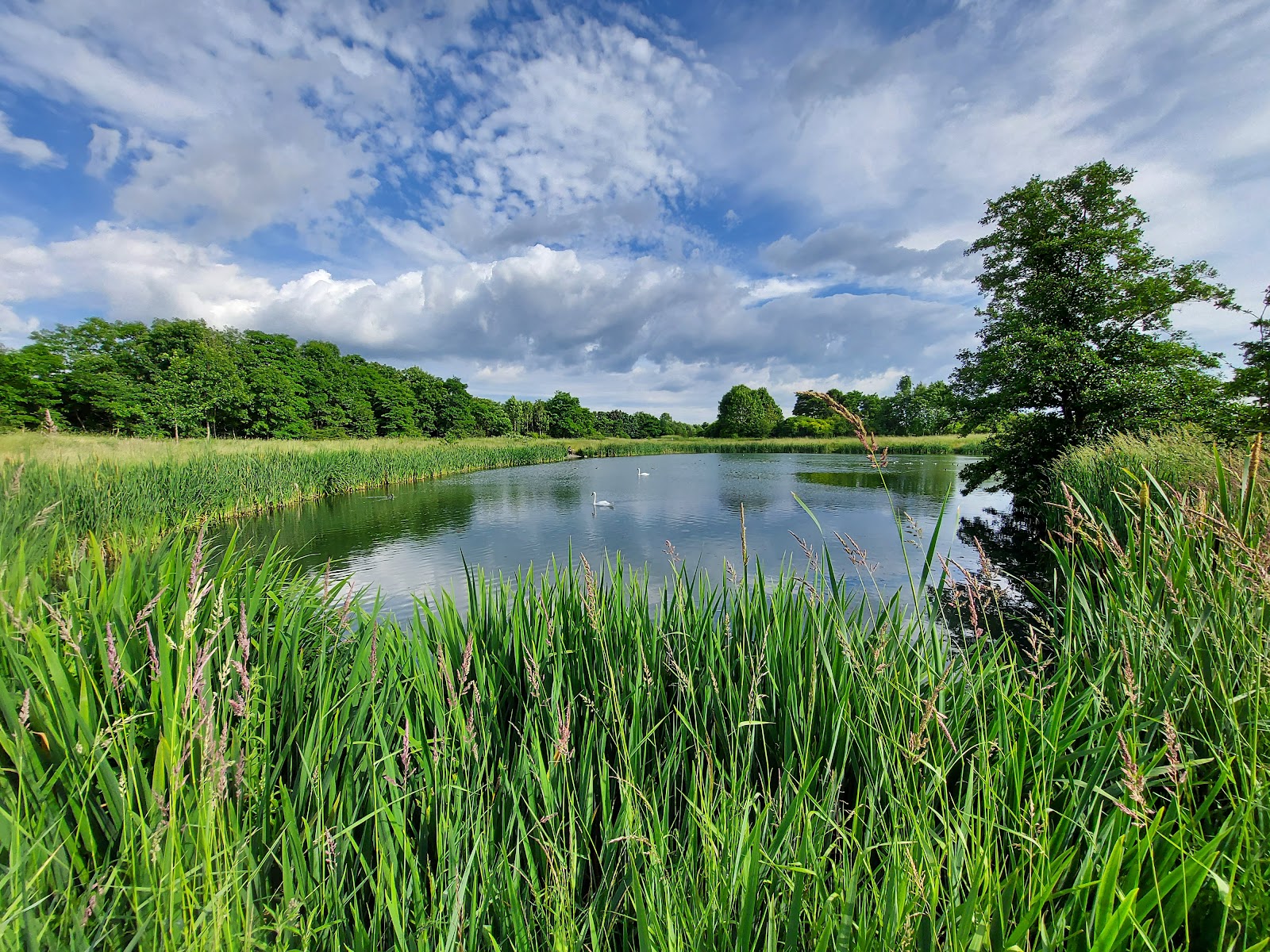 Parson's Meadow