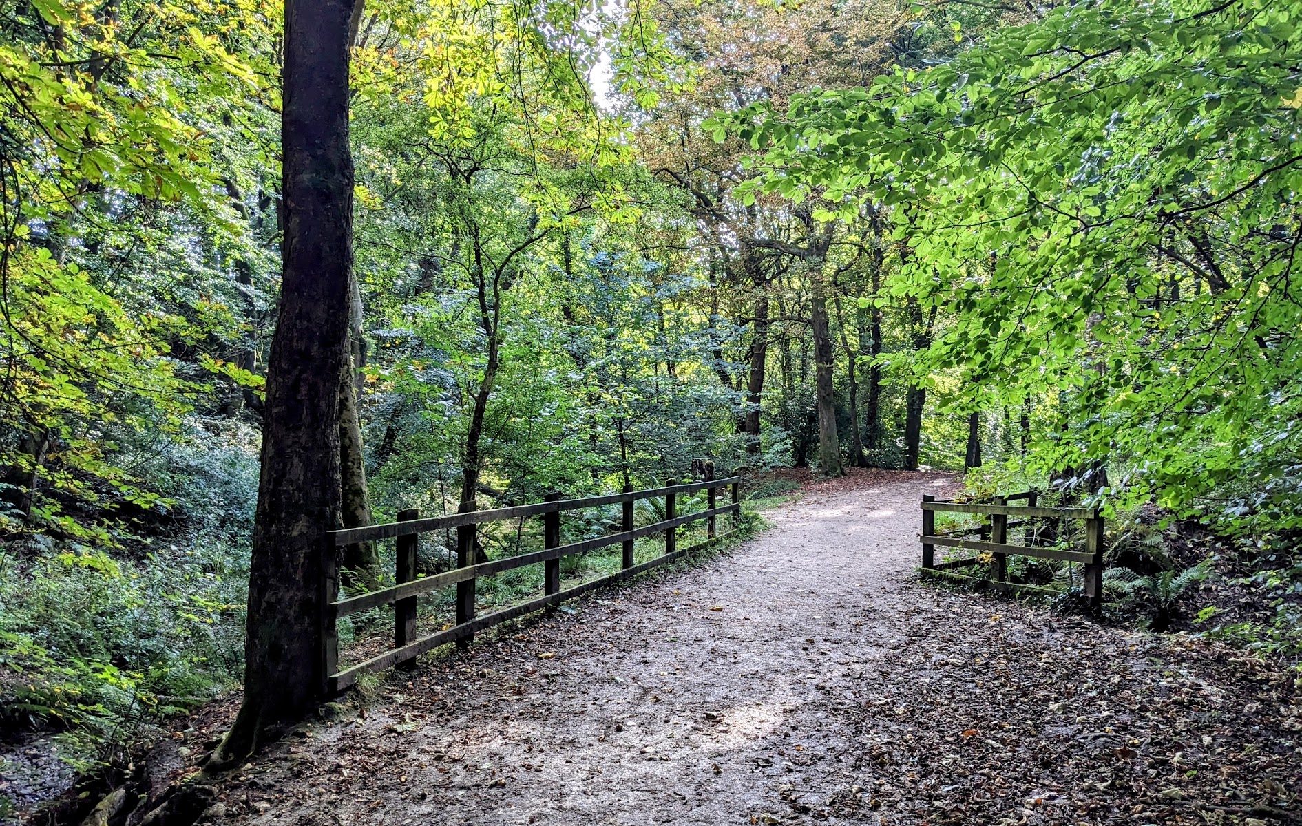 Borsdane Wood