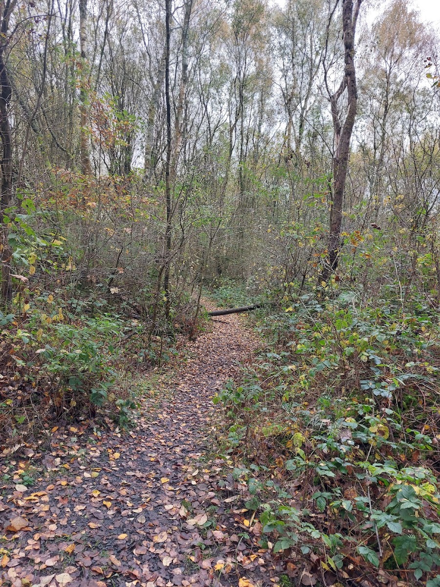 Westwood Woods