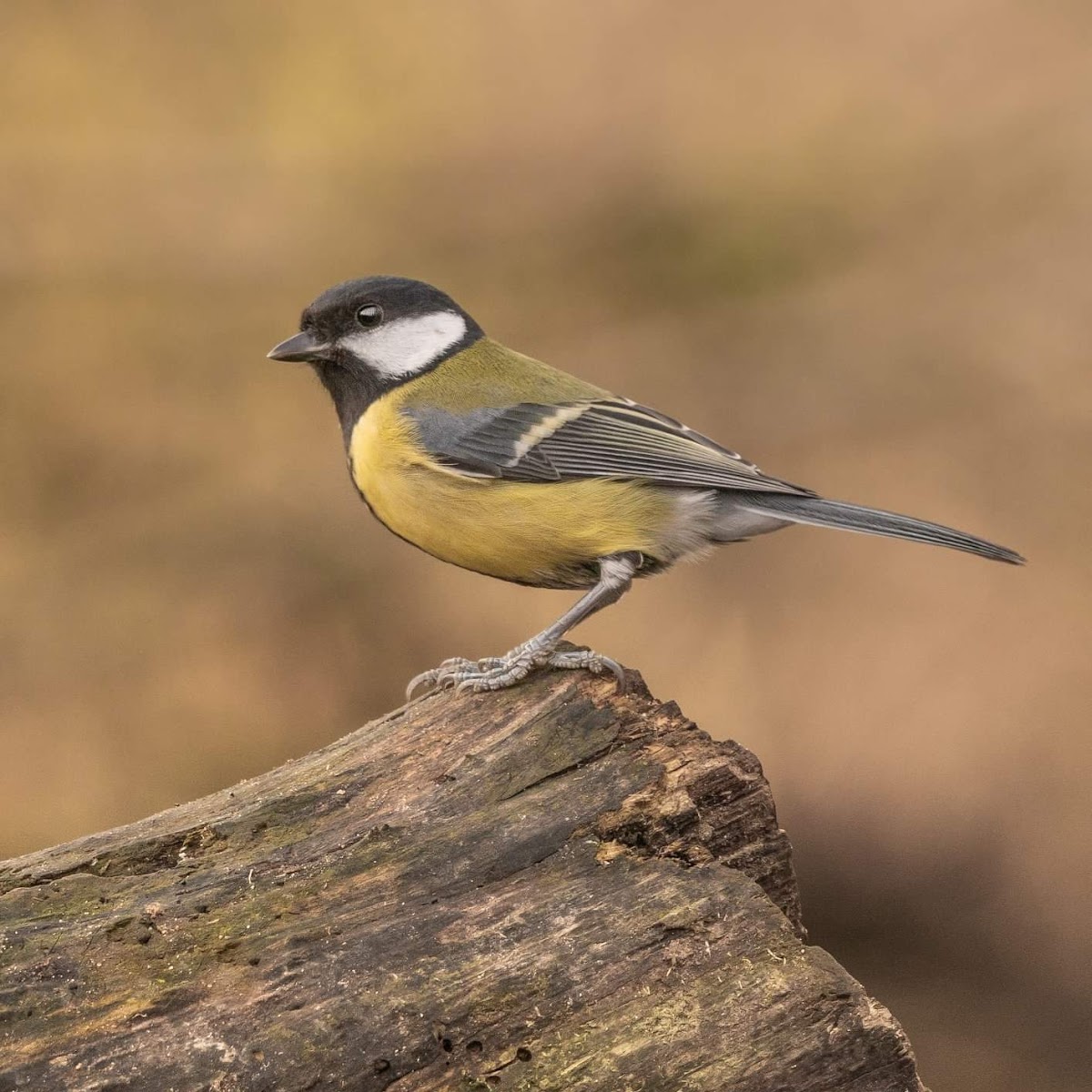 Burtonwood Nature Park