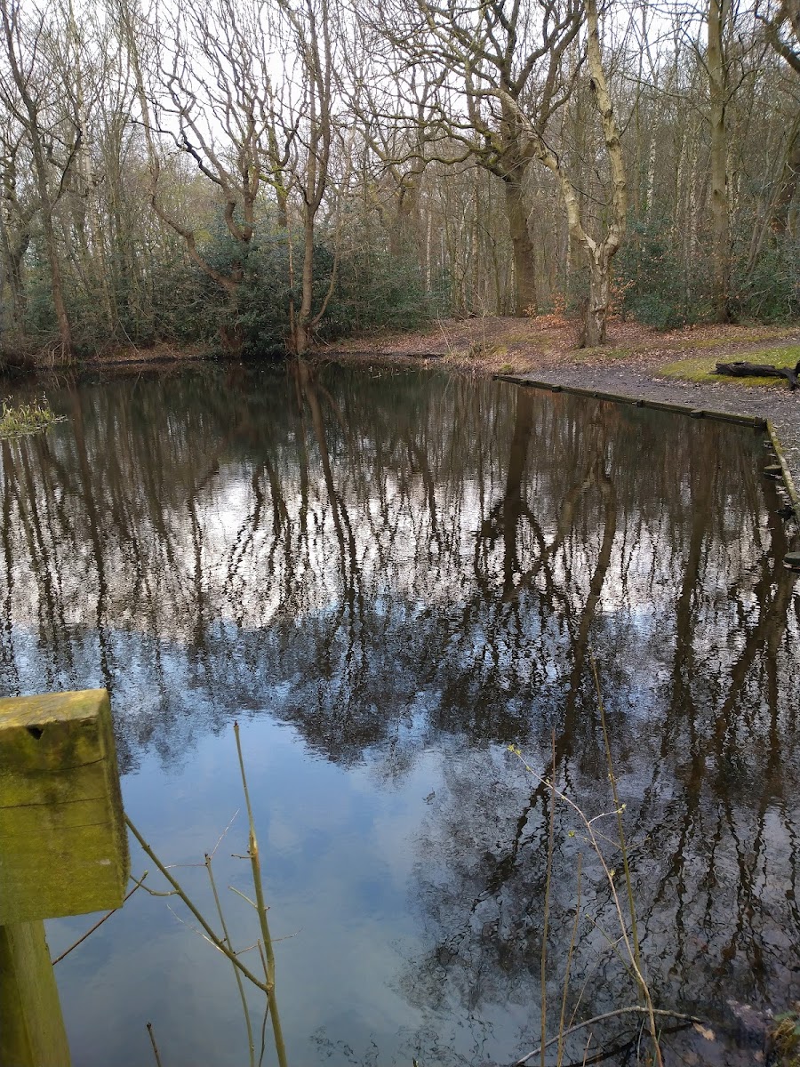 Twenty Acre Wood