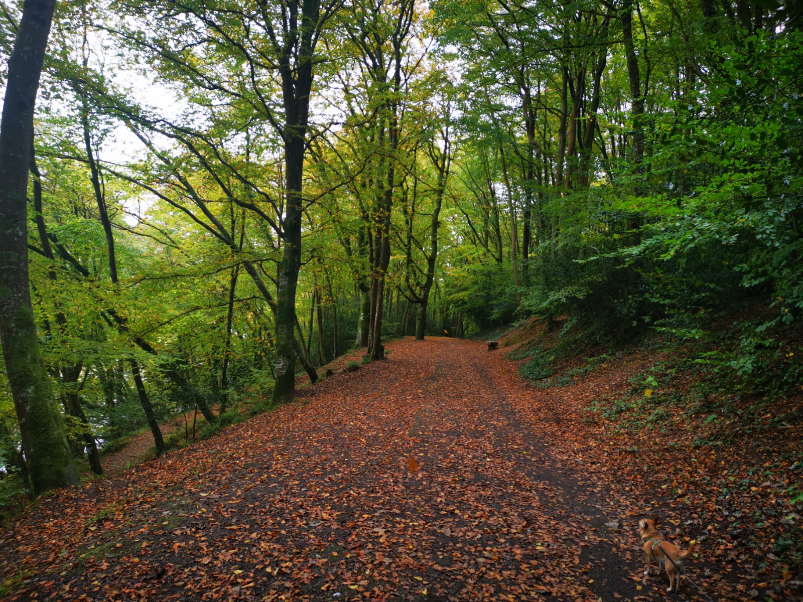 Gotts Park