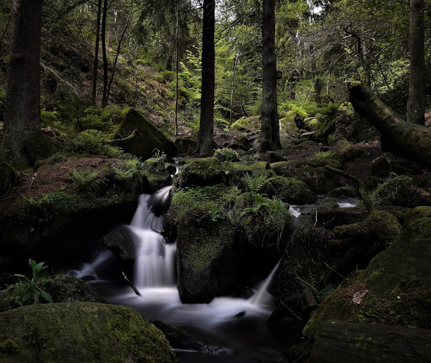 Wyming Brook Nature Reserve