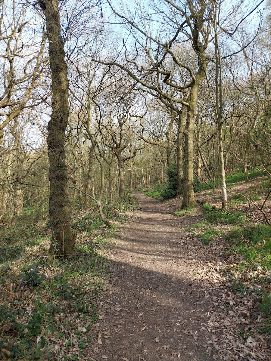 Stoneycliffe Wood nature reserve
