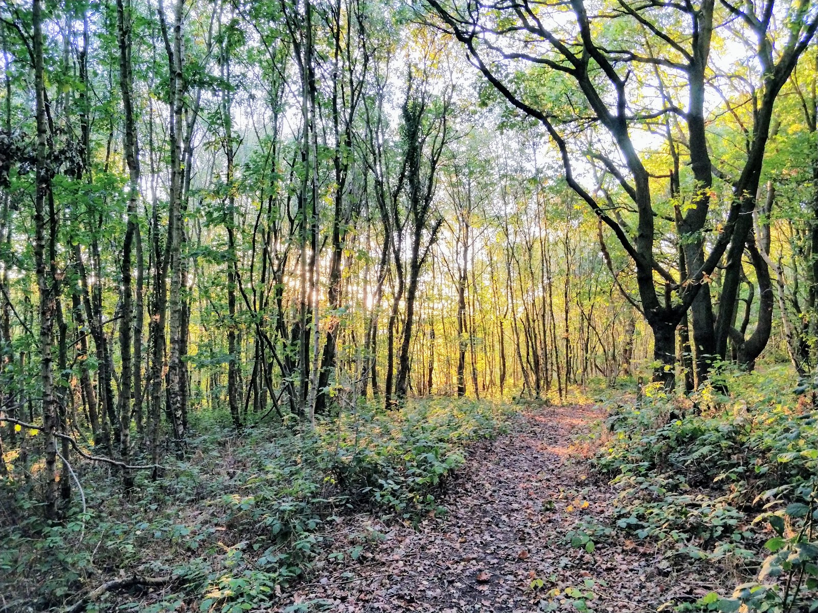 Canklow Woods