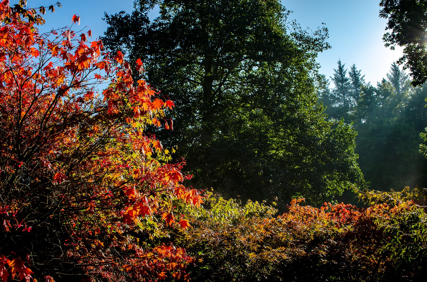 Castle Howard Arboretum