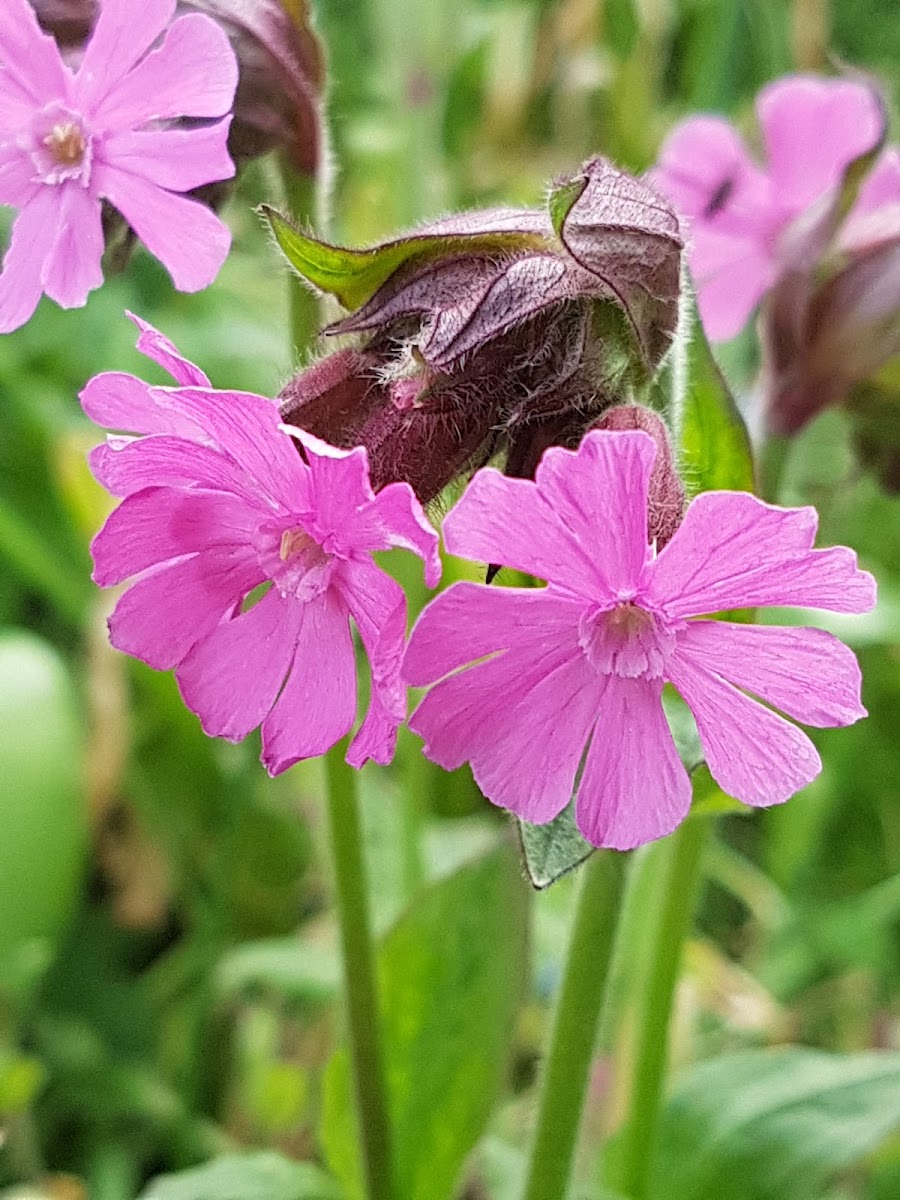 Kathy Brown's Garden