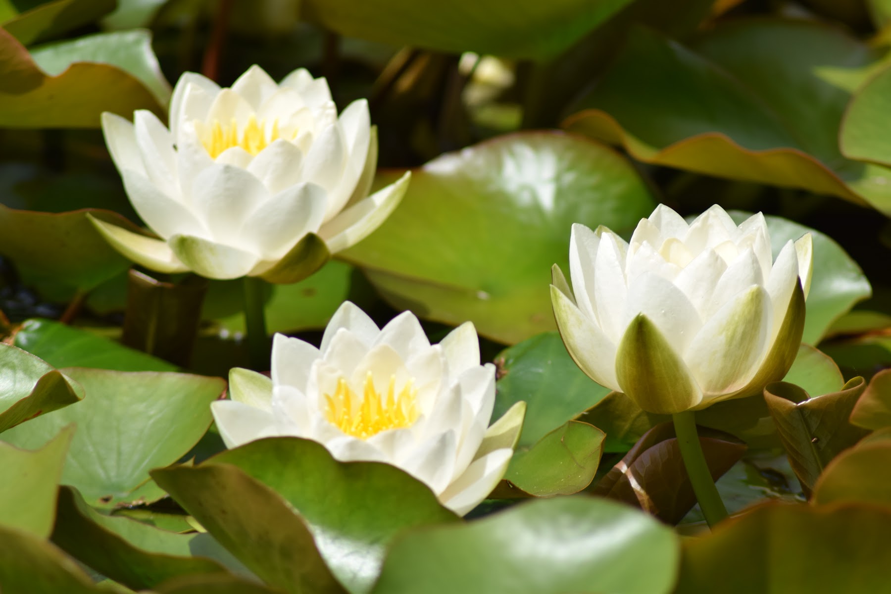 Penrose Water Gardens