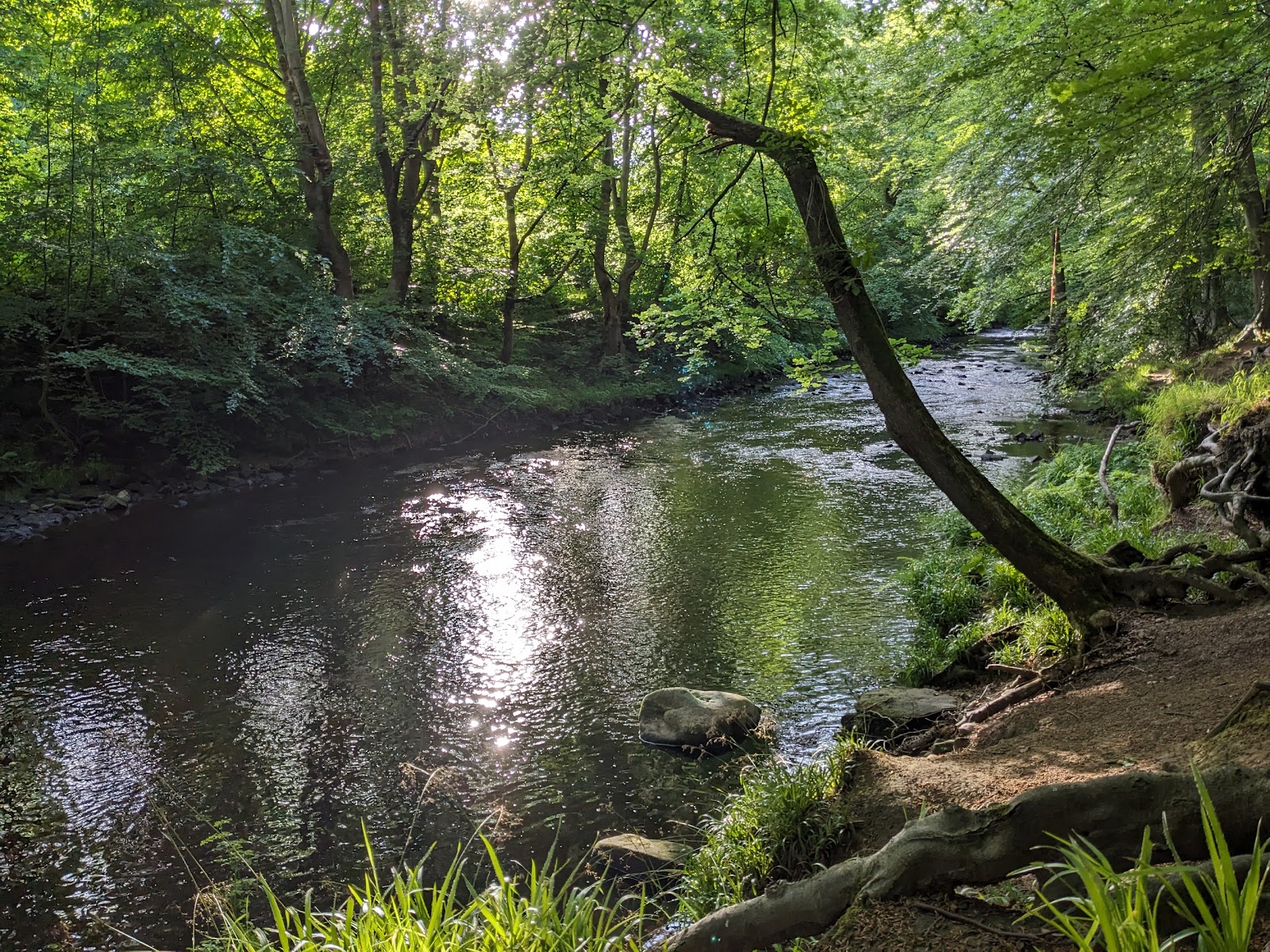 Beeley Wood