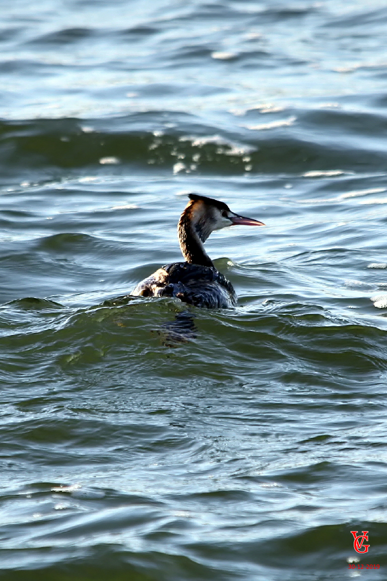Pitsford Water