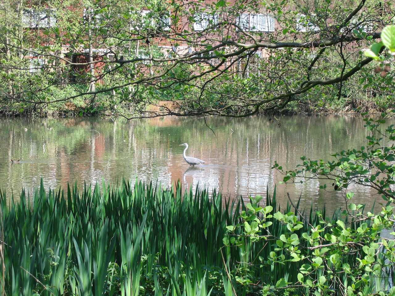 Kingfisher Lake