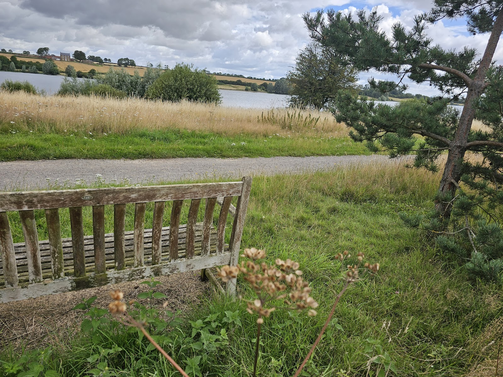 Pine Tree Bench