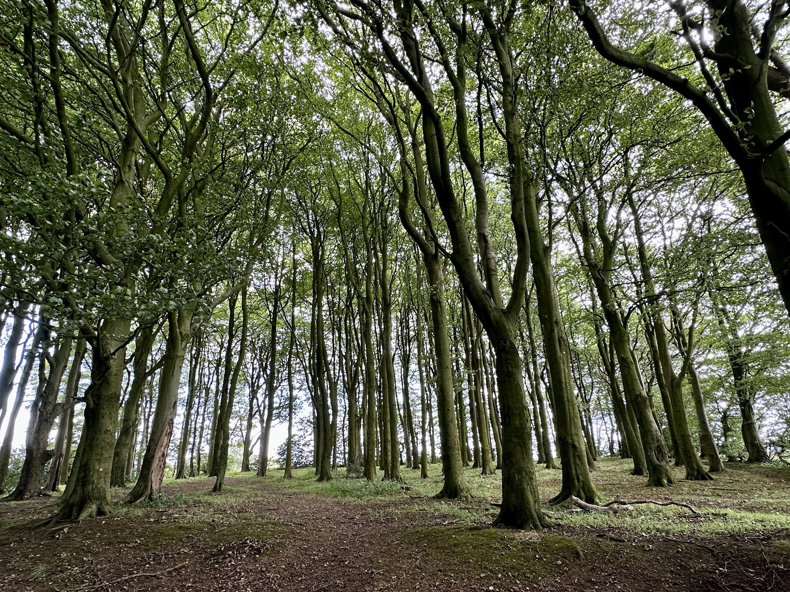 Frankley Beeches