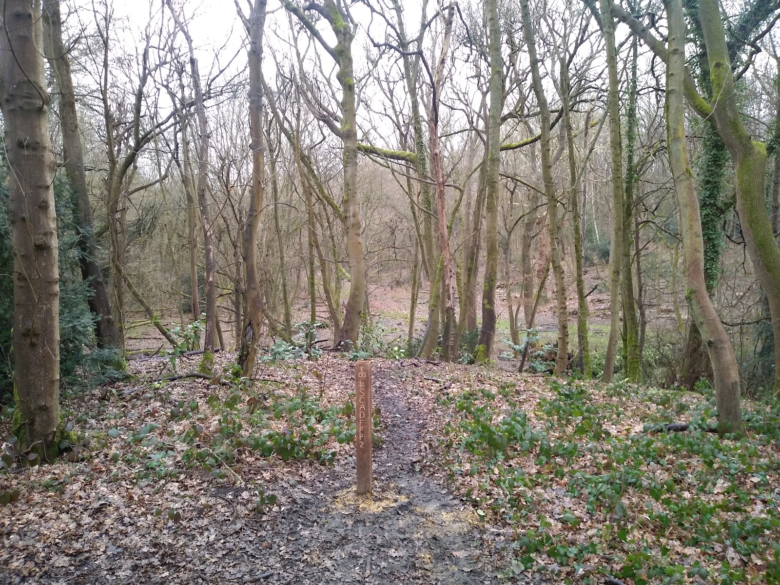 Scadbury Park Nature Reserve