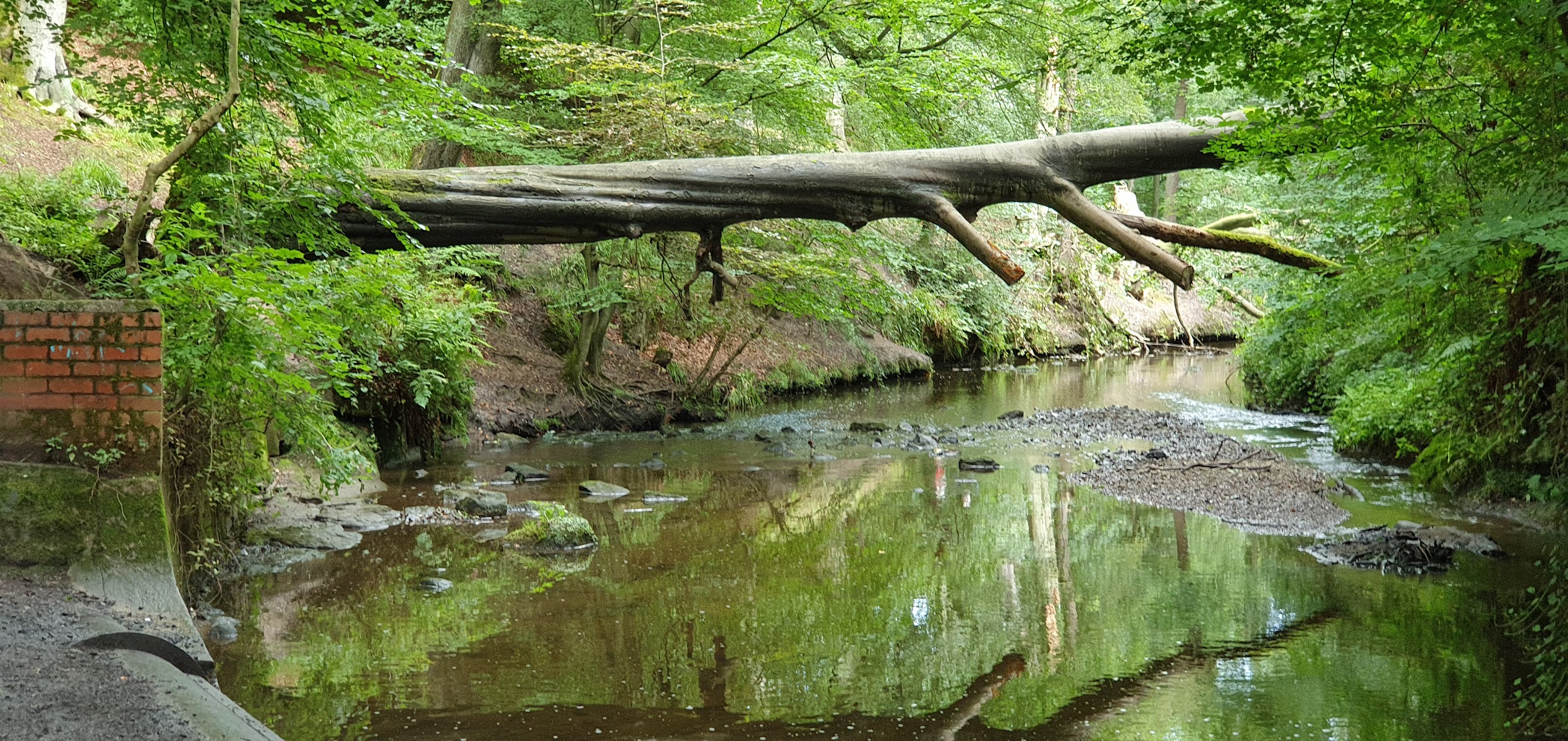 Holywell Dene