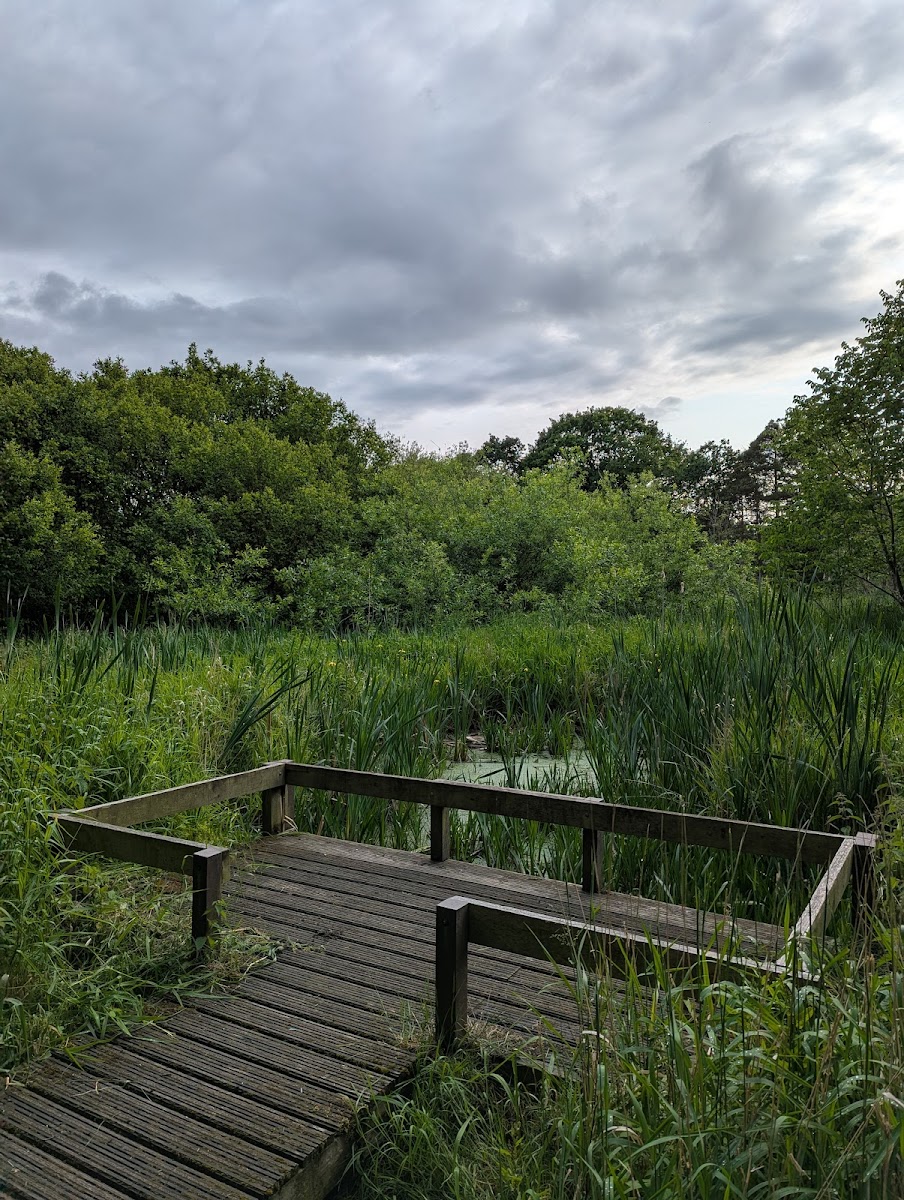 Fencerhill Wood Nature Reserve