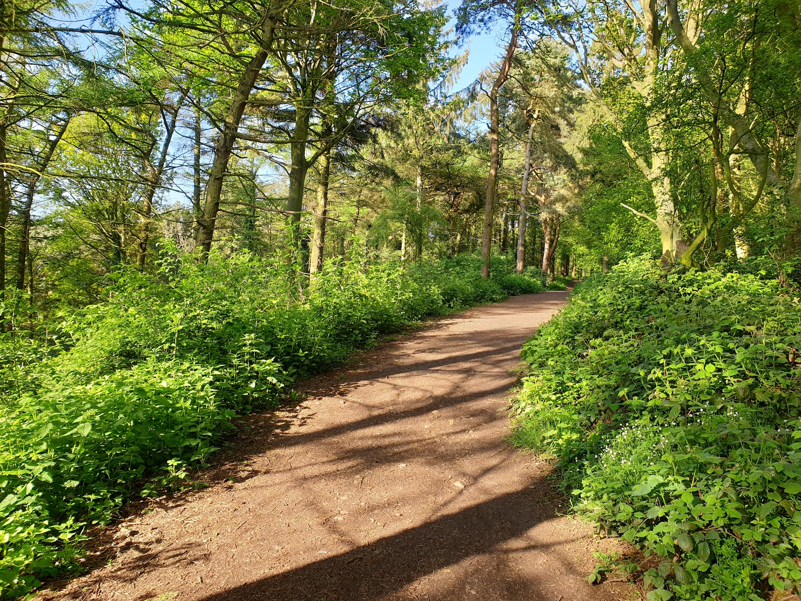 Errington Wood