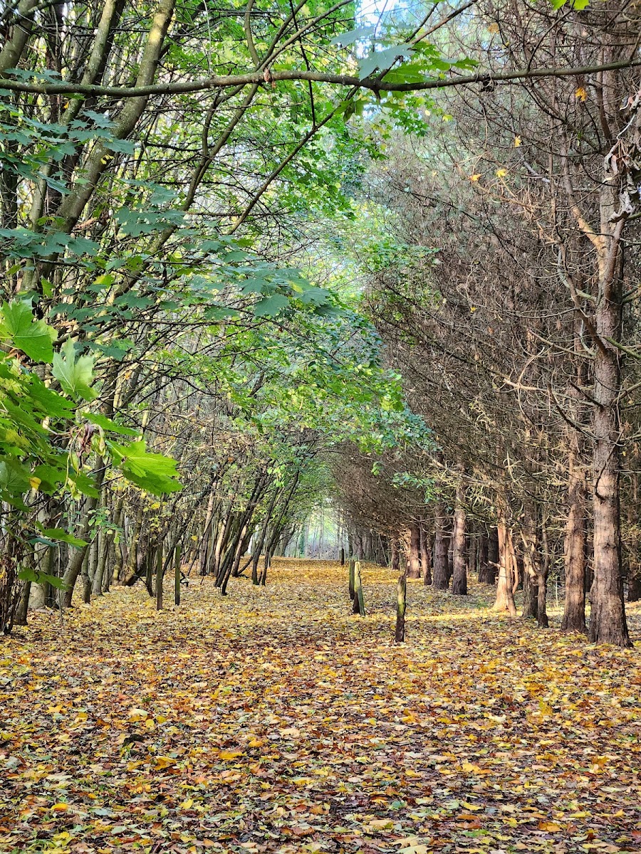 Geneva Woods