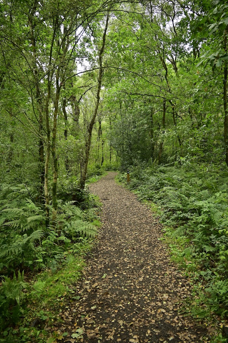 Finglandrigg Wood
