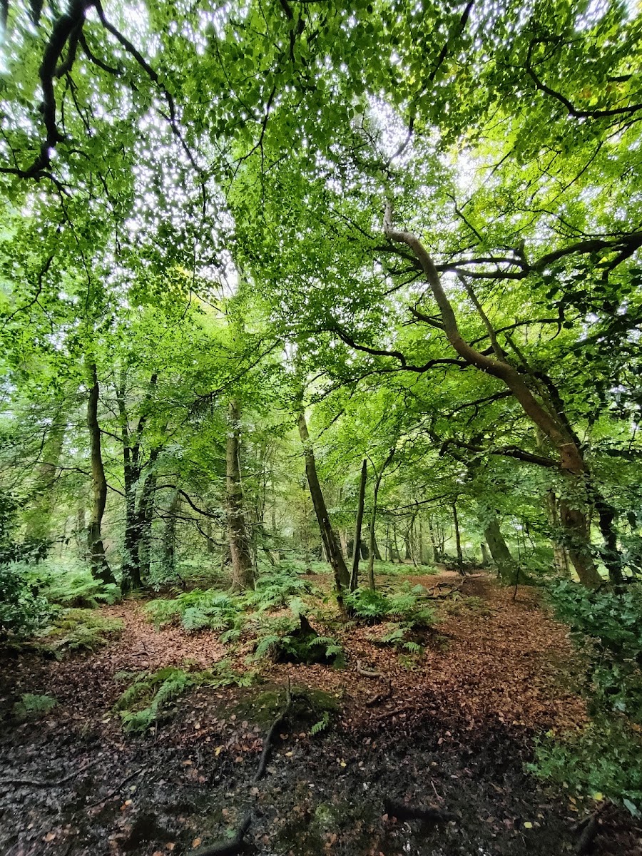 Greno Woods