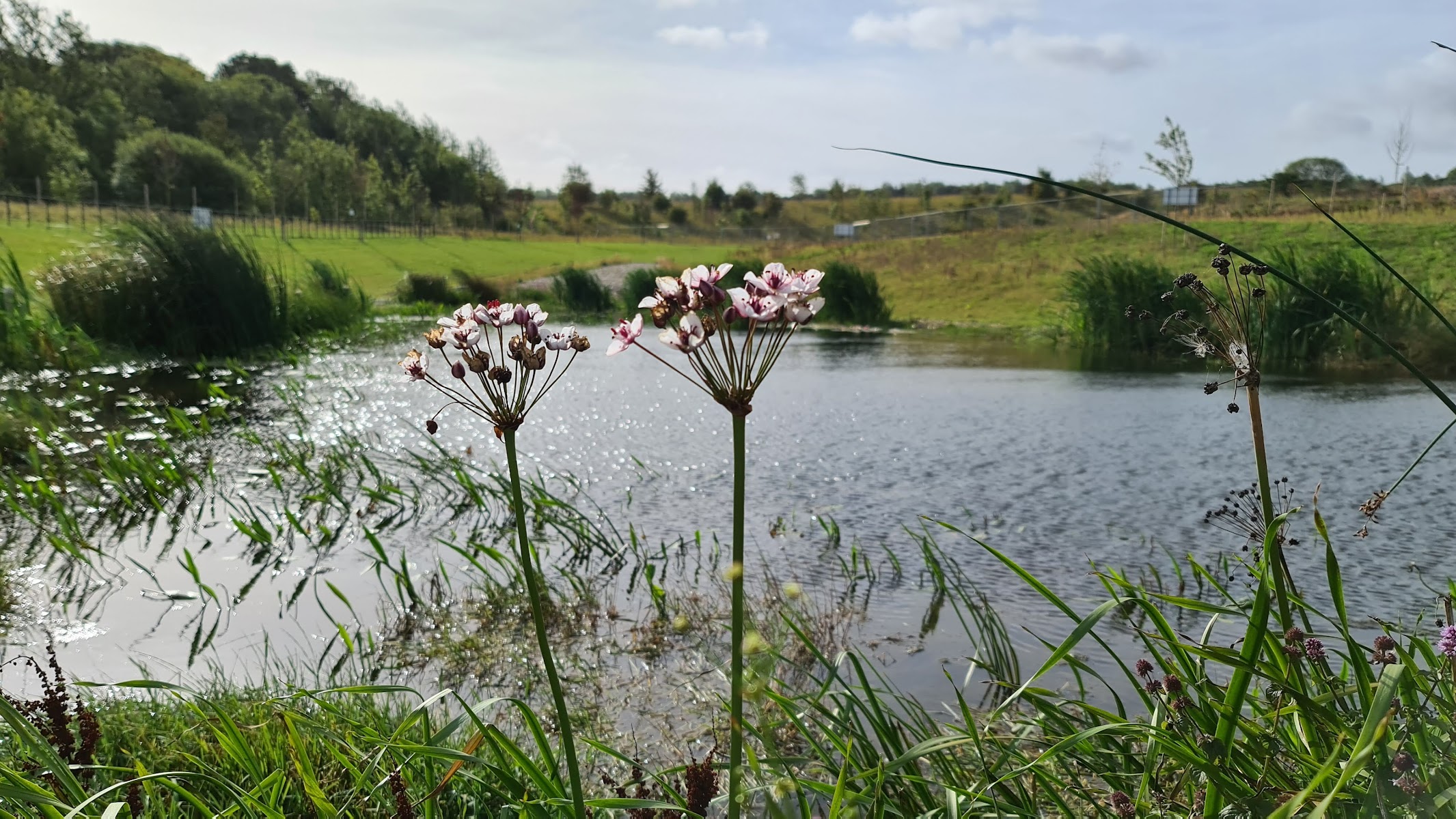Blakeney Woods