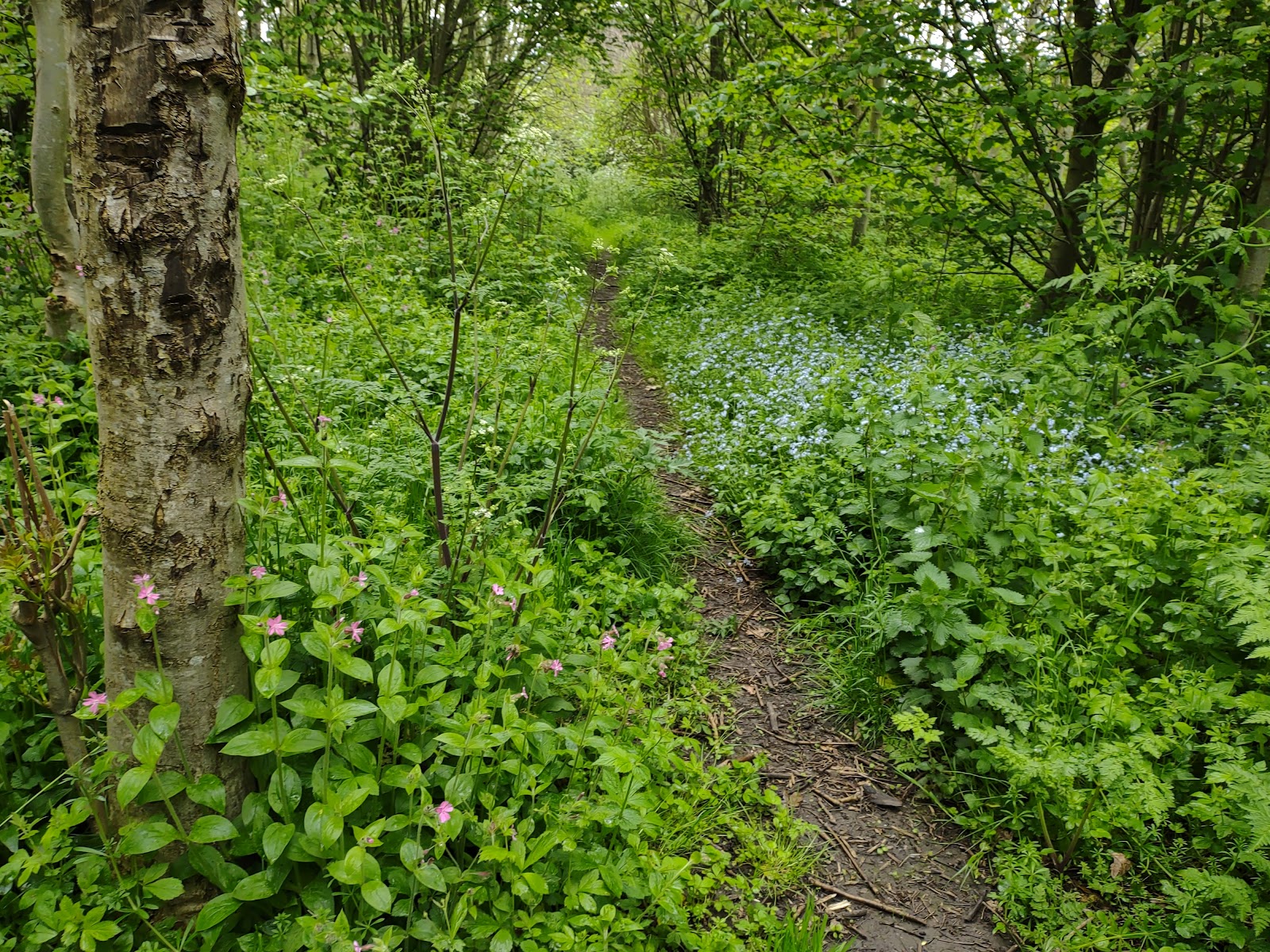 Ormesby Wood and Meadow
