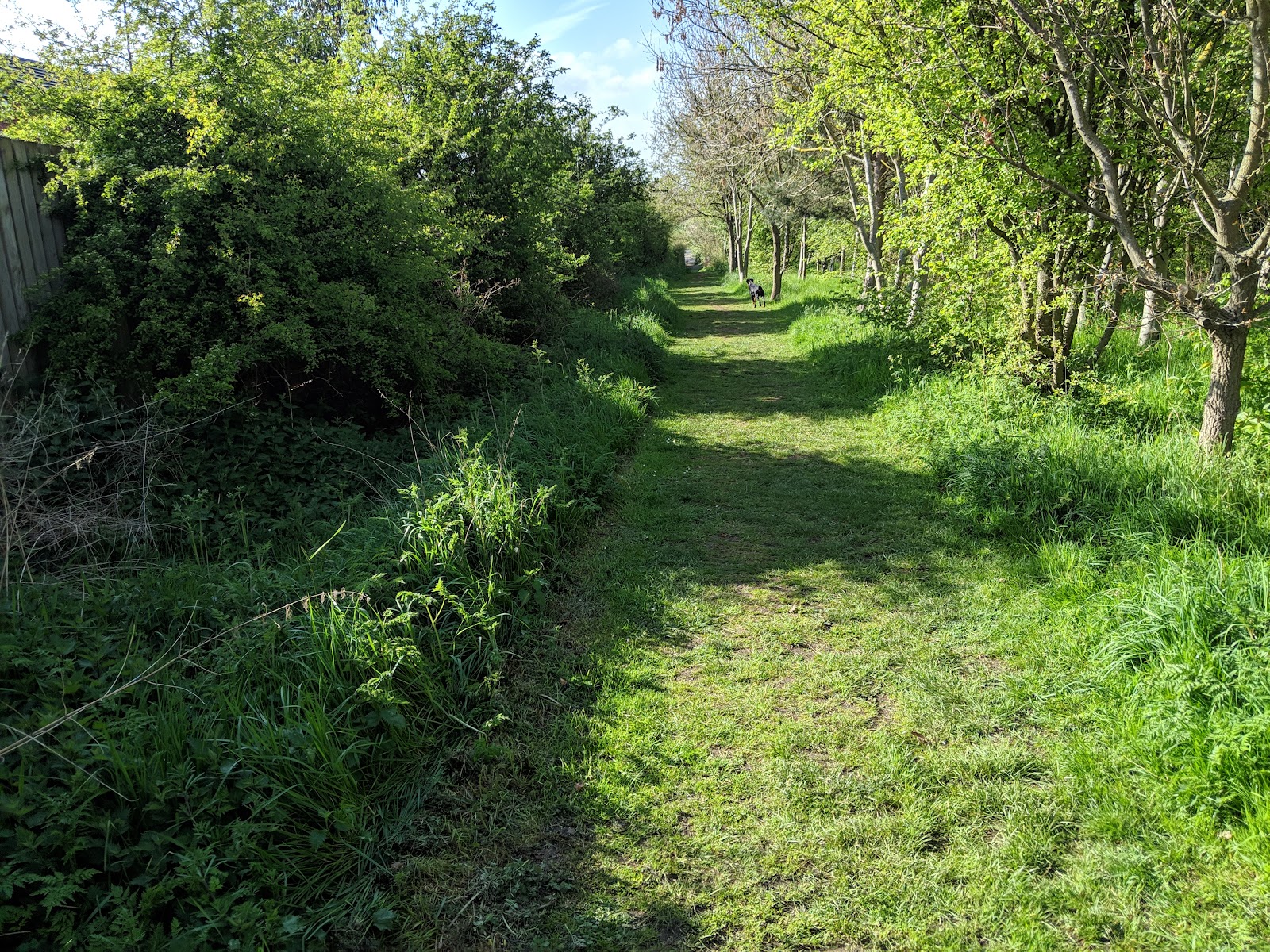 Maelor's Wood
