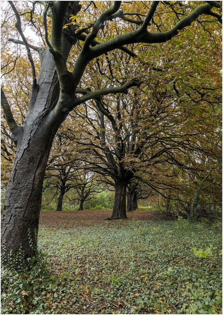 Dave's Wood & Lazenby Bank Nature Reserves