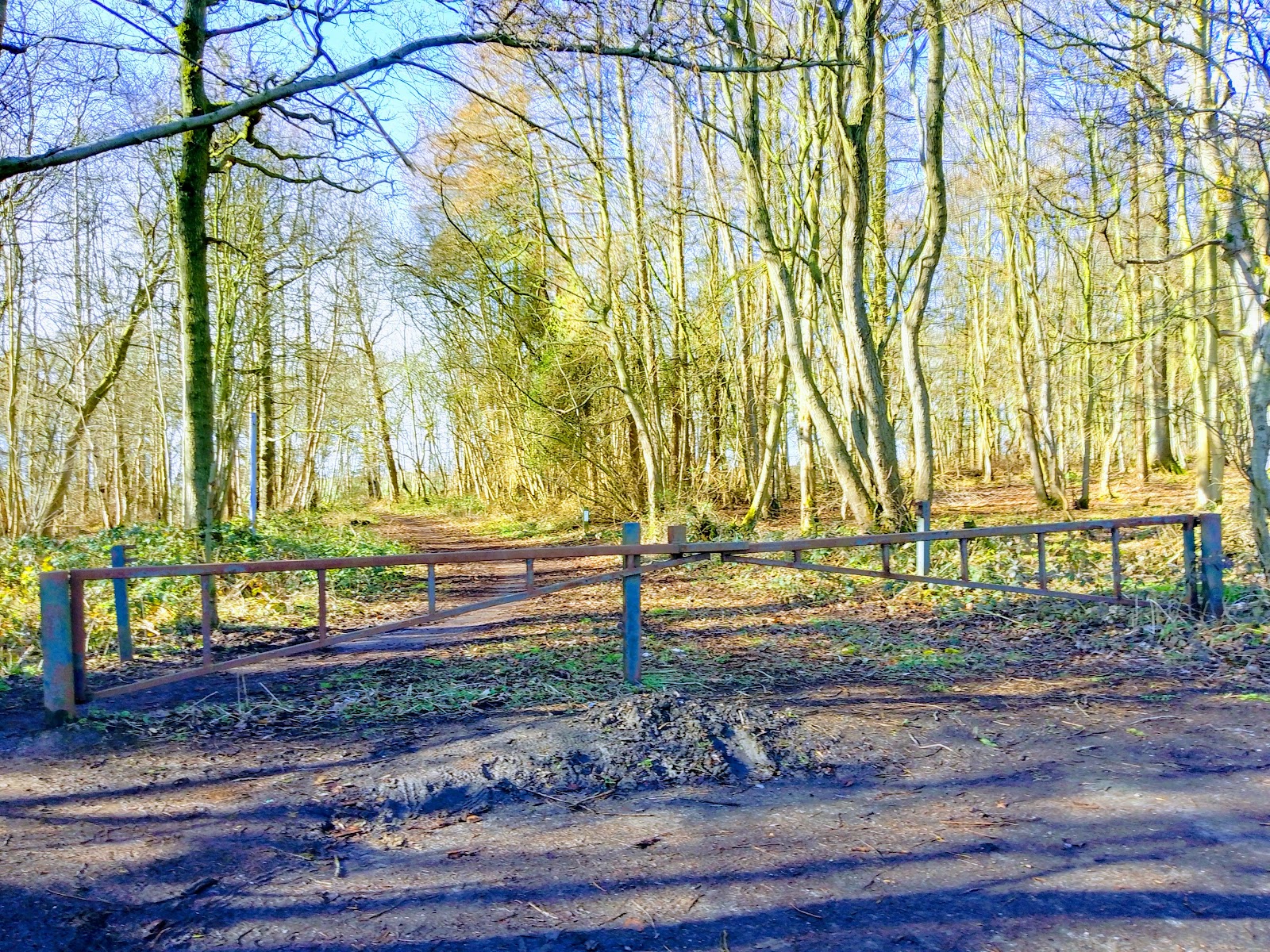 Toy top woodland