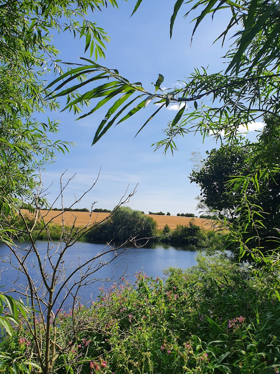 Wynyard Manor Woods