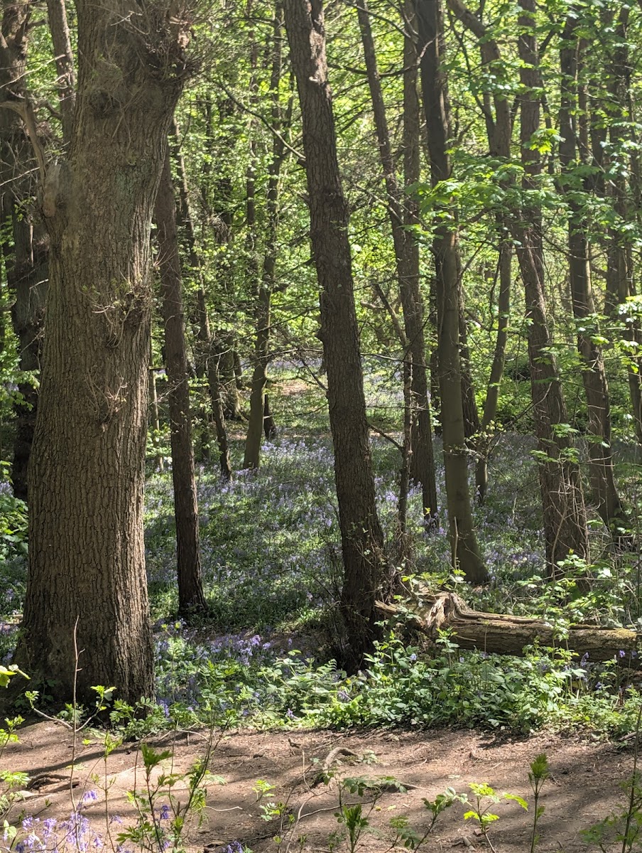 Blue Bell Woods