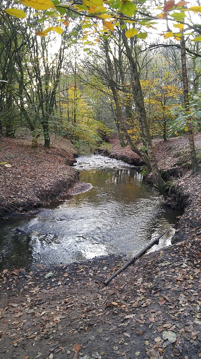 Pennine Edge Wood
