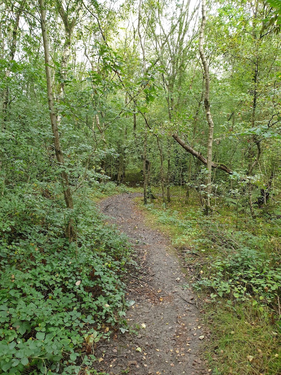 New Manchester Woods