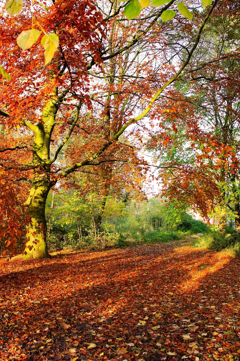 Newall Green Nature Area.