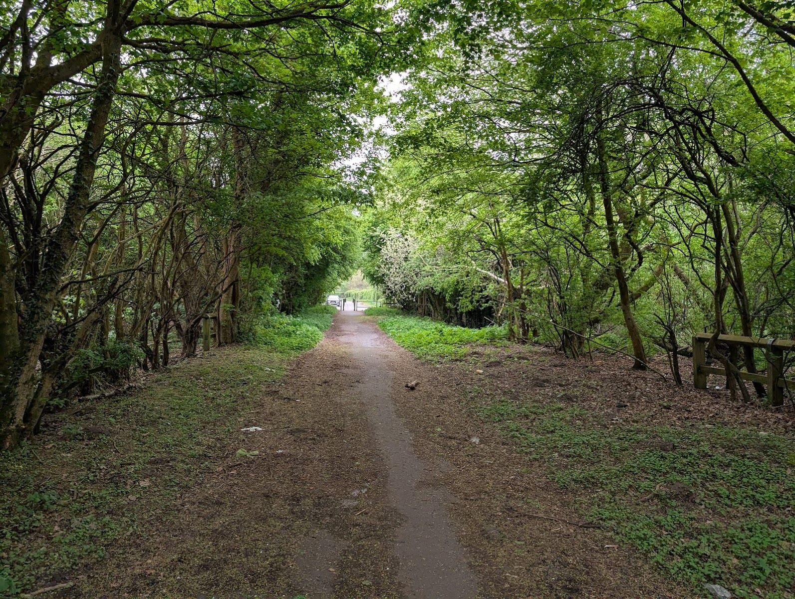 Bluebell woods