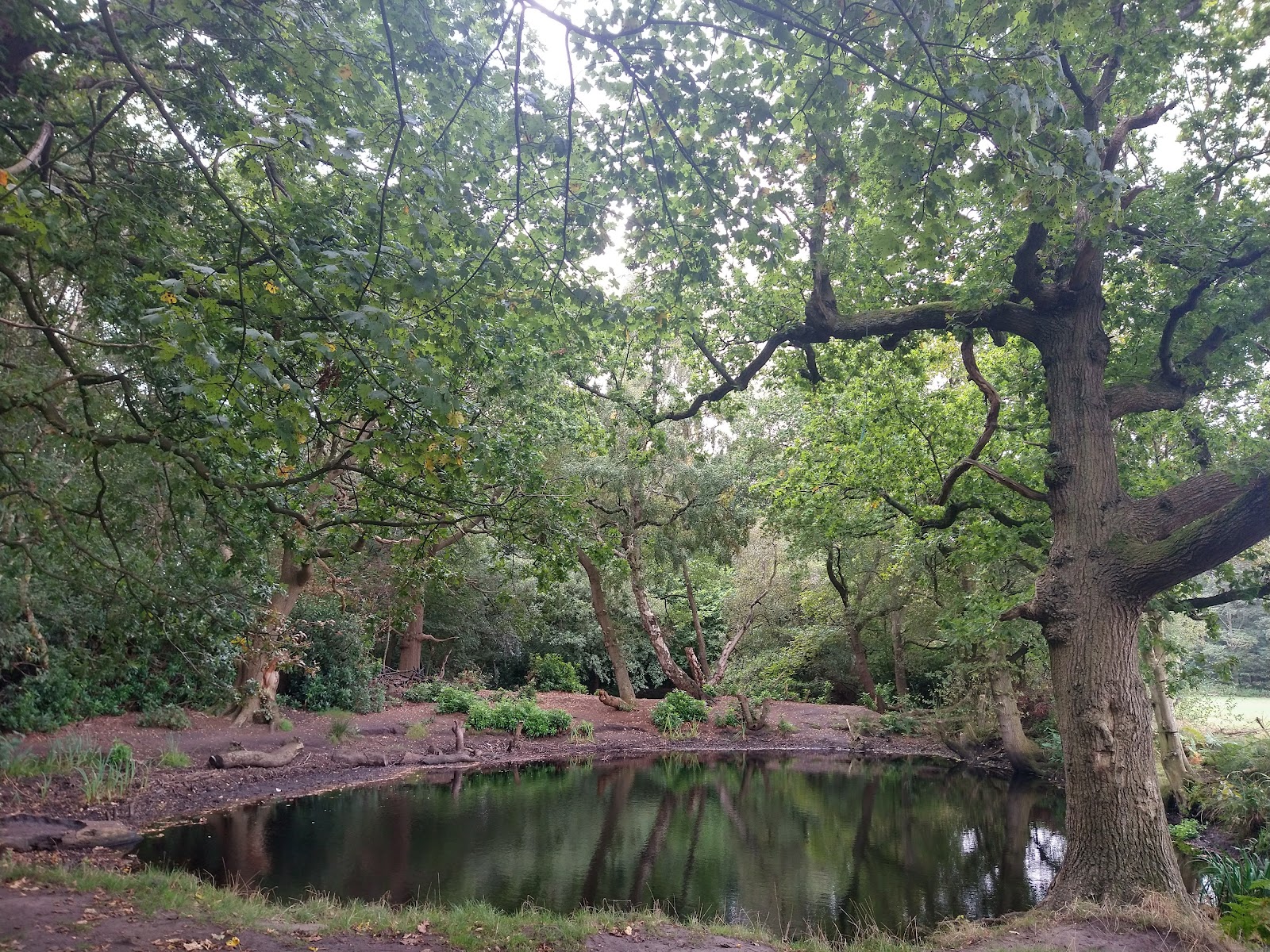 Dam and Craven Wood