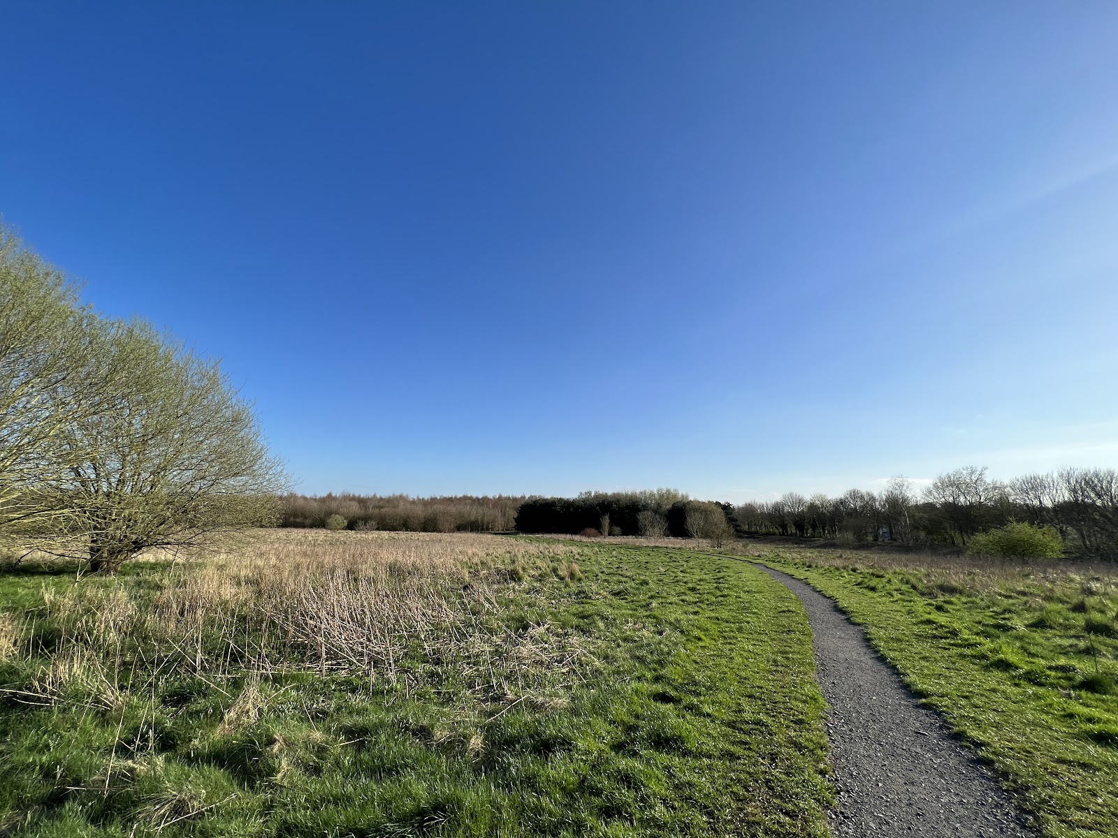 Whiston Woods