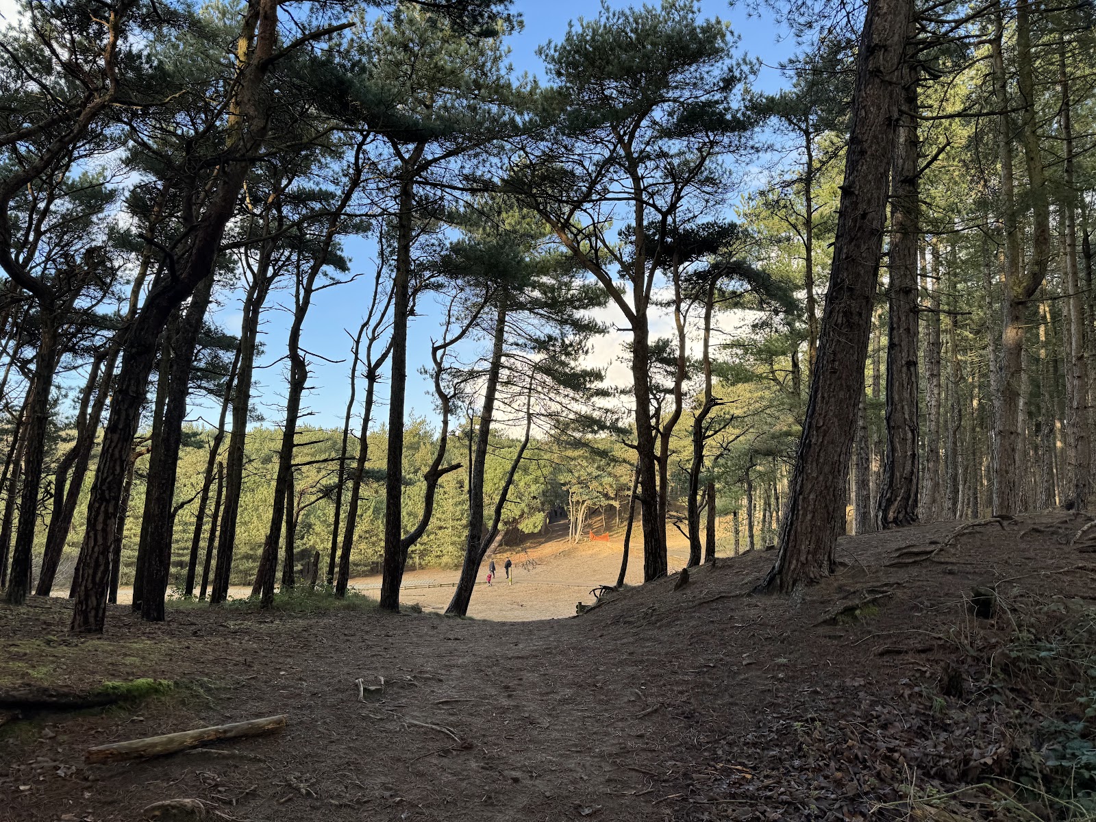 Formby Beach Woods