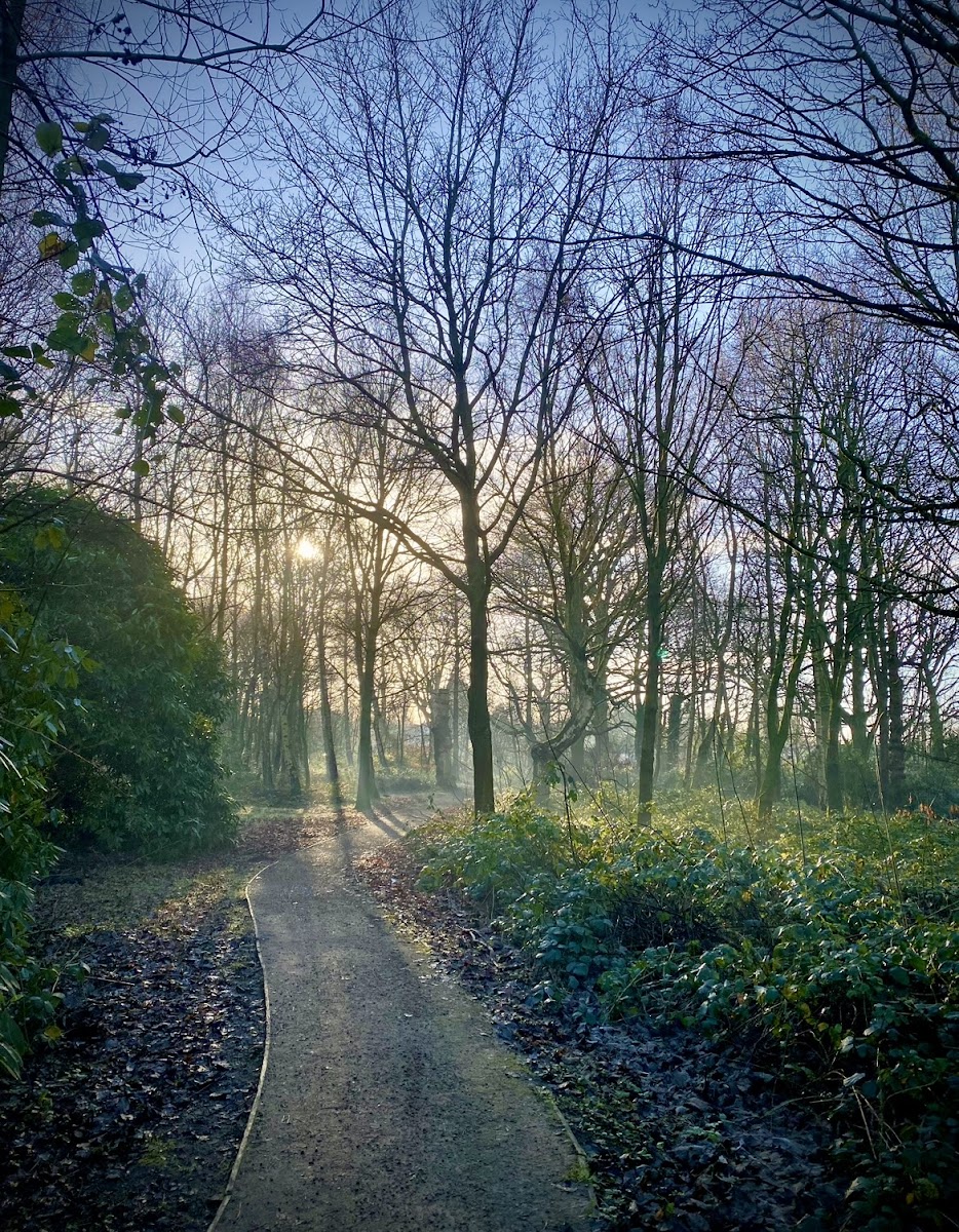 Spinney Woods (Acorn field plantation)