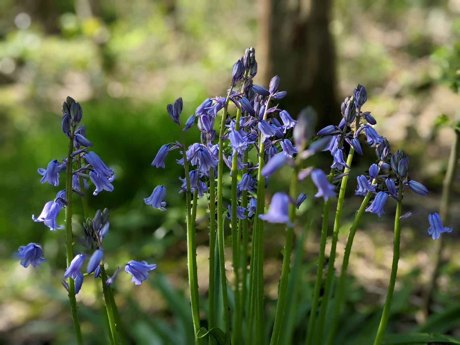 Pheasant Wood