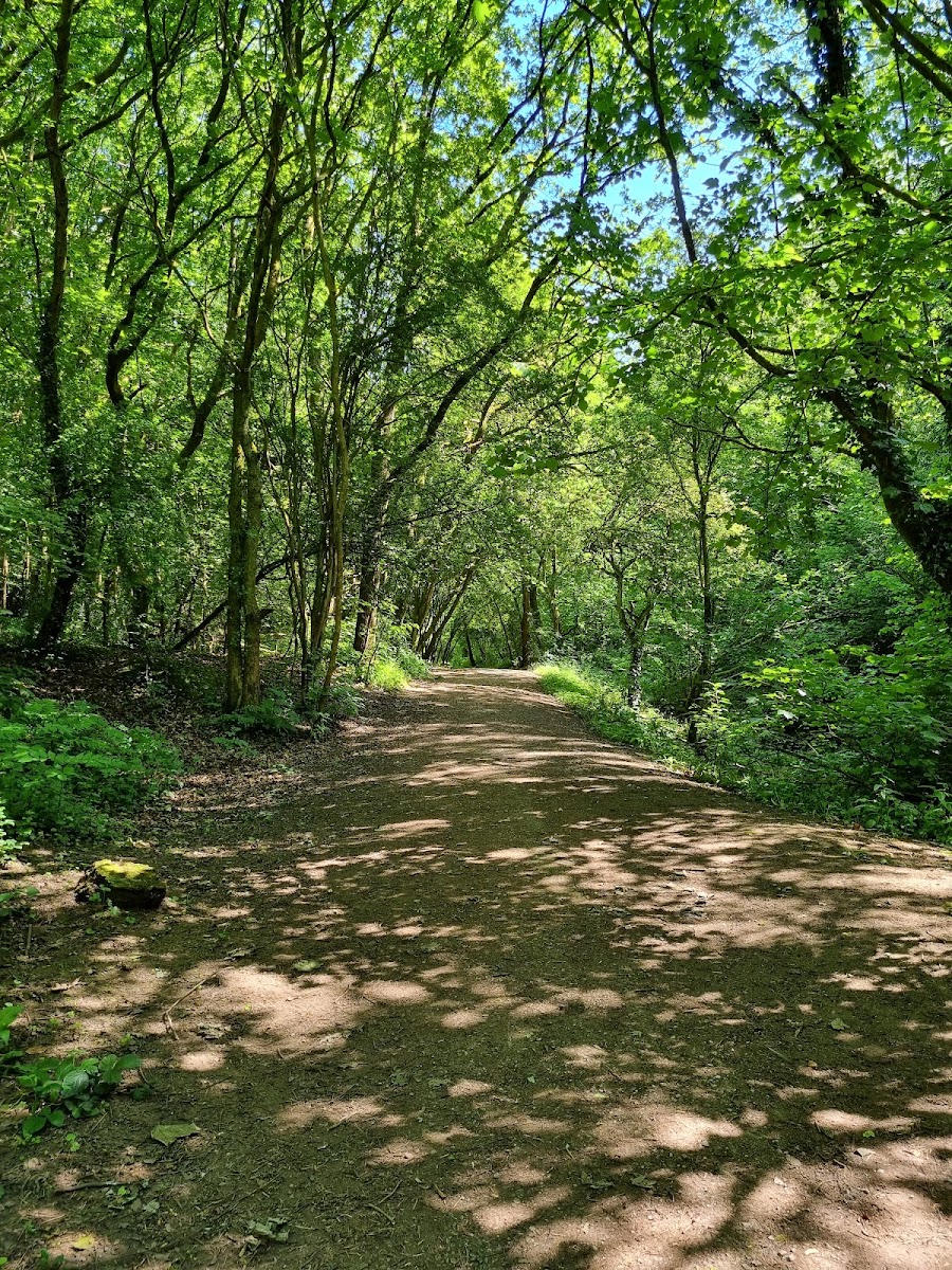Mason's Wood Trail