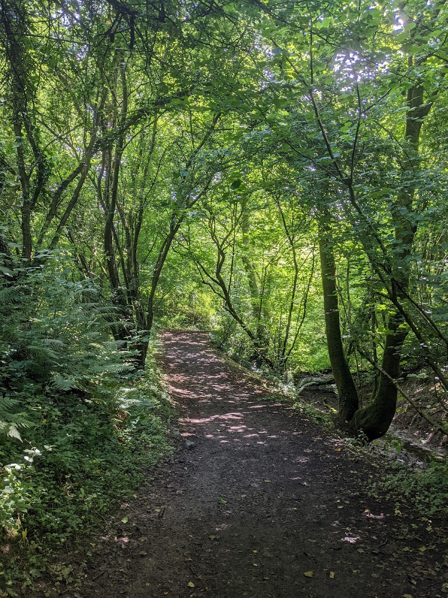 Clough Copse - Woodland Trust