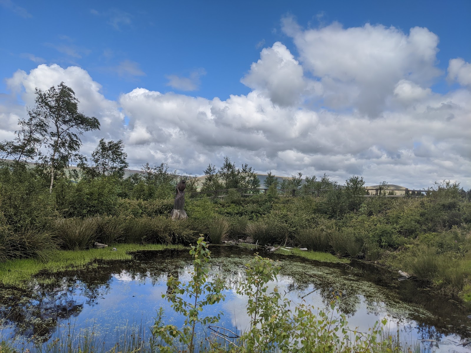 Rosemary Bullivant Memorial Forest