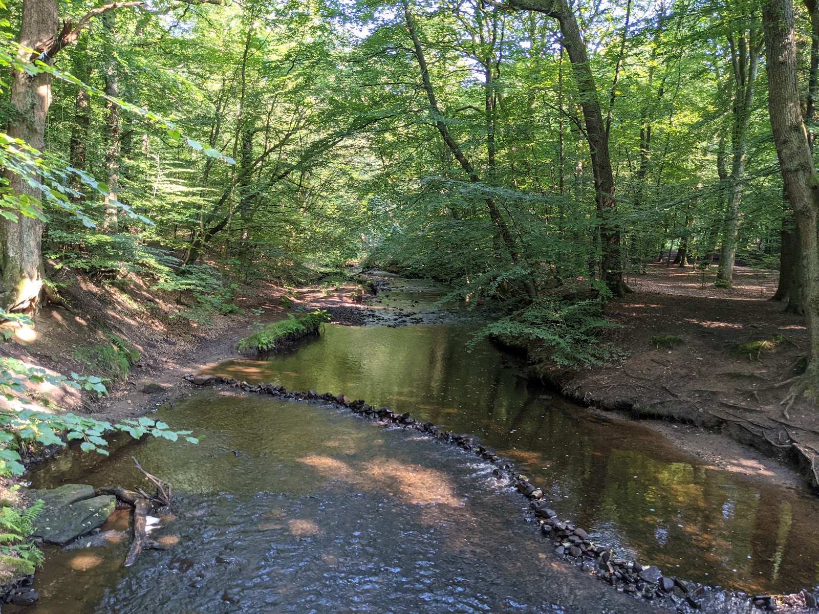 Duxbury Woods