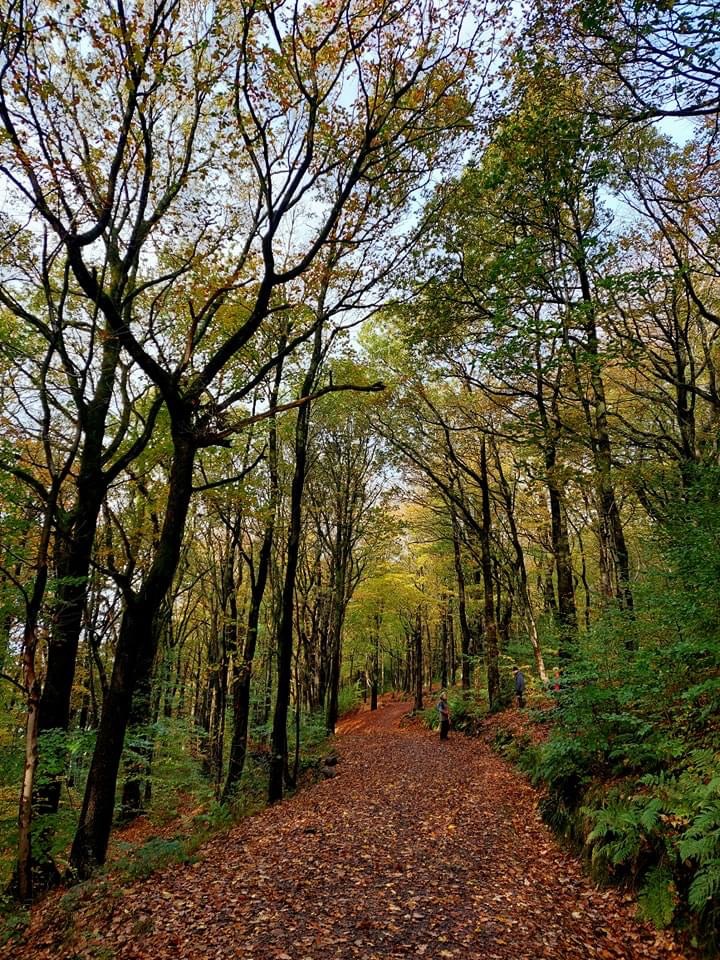Roddlesworth Woods