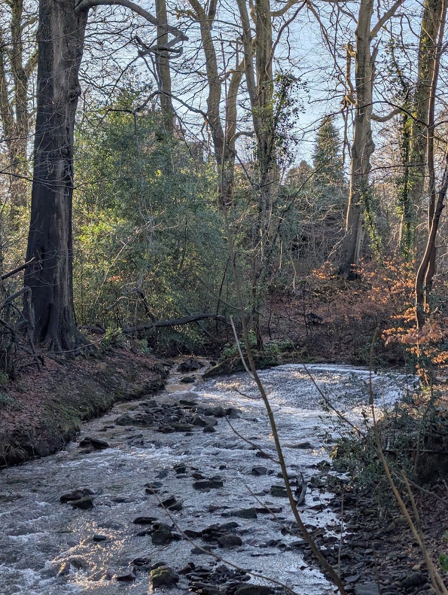 Whiteley Woods