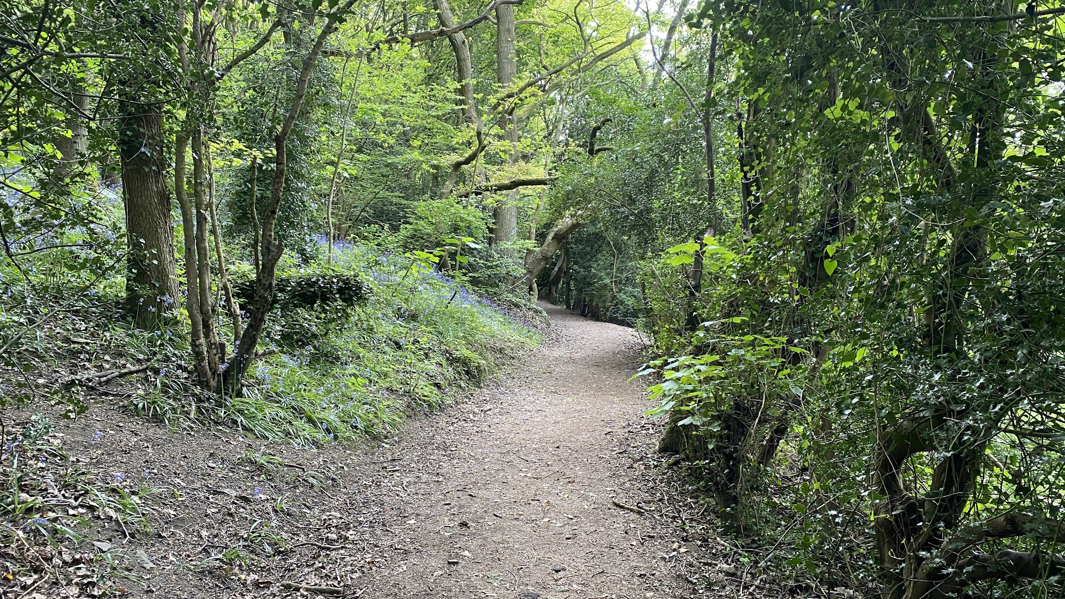 Bolehill Wood (Local Wildlife Site)