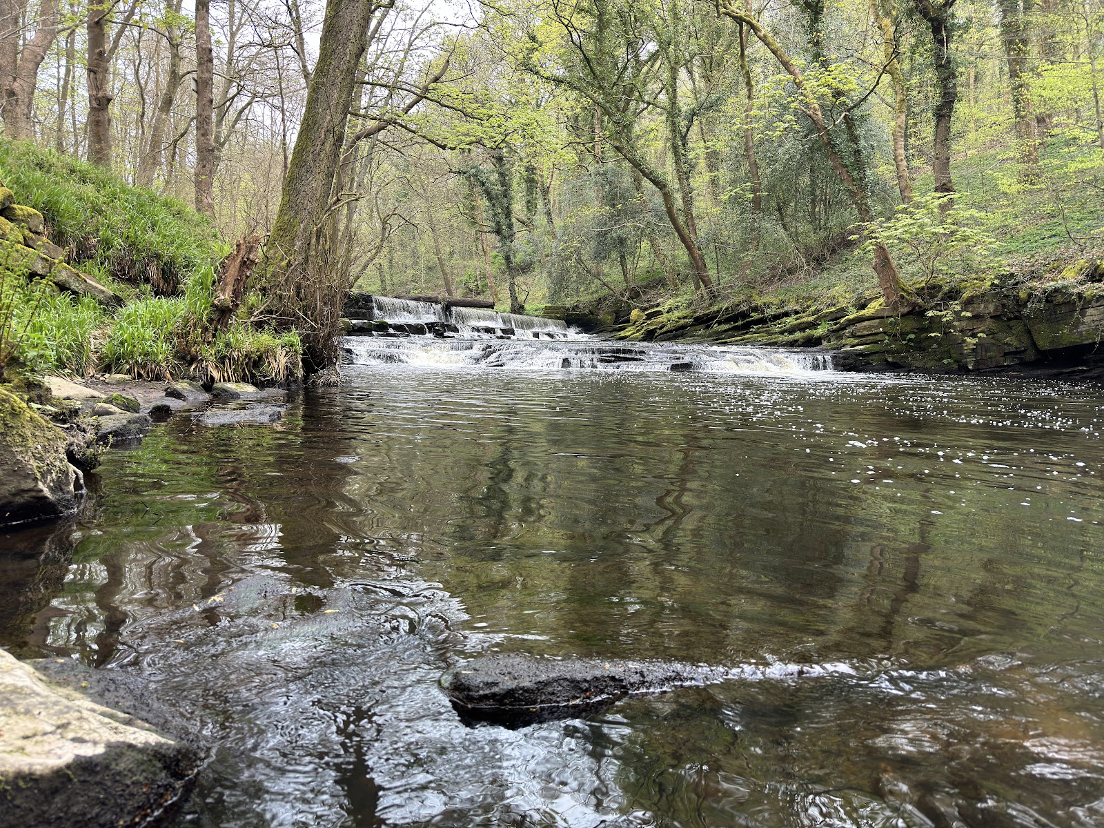 Forge Woods