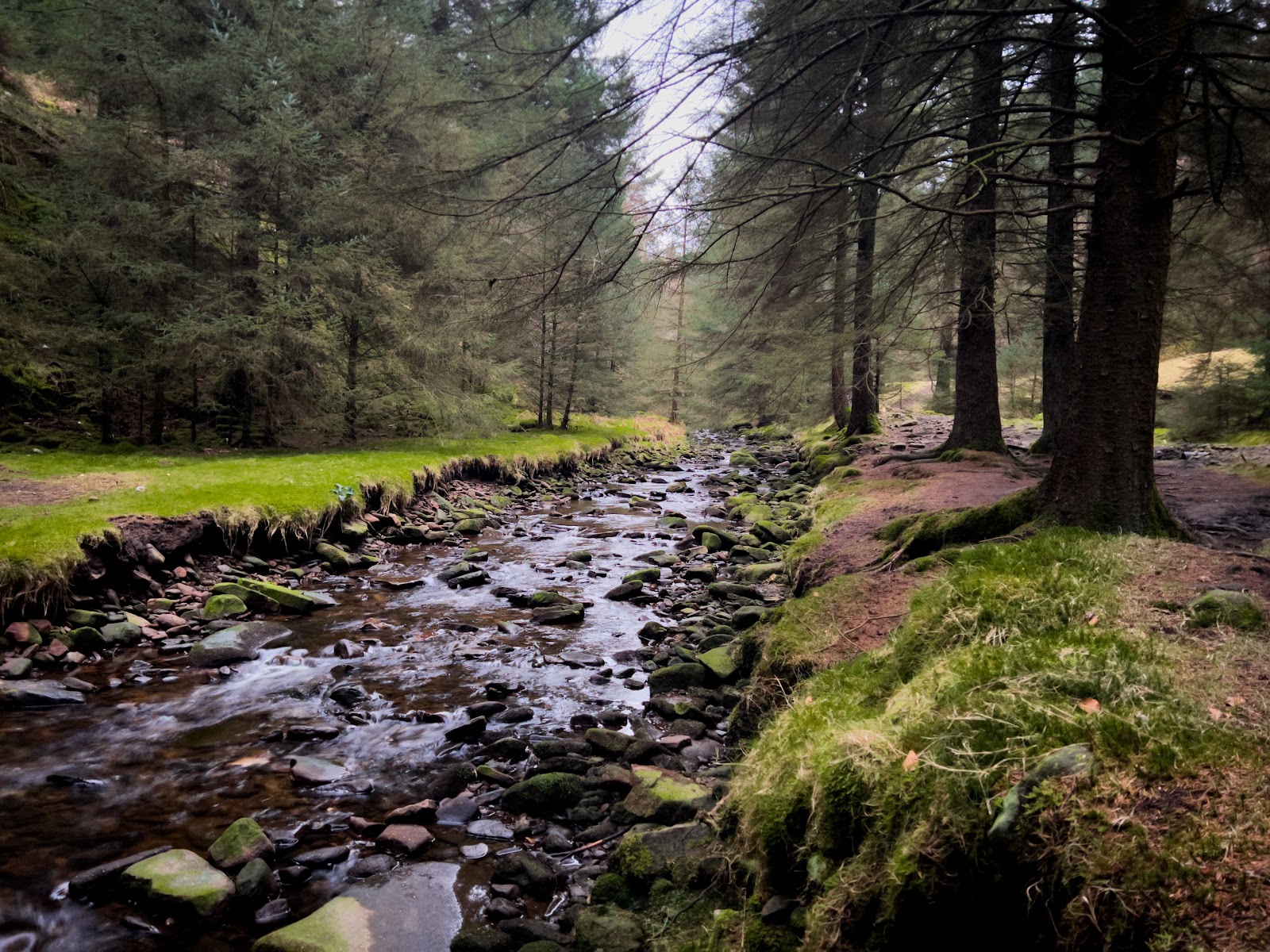 Snake Woodland- Forestry England